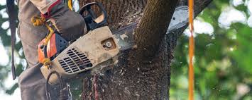 Best Pest Control for Lawns  in Lakewood, WA