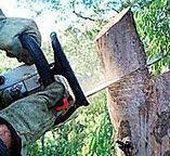 Best Storm Damage Tree Cleanup  in Lakewood, WA