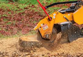 Best Lawn Disease Treatment  in Lakewood, WA