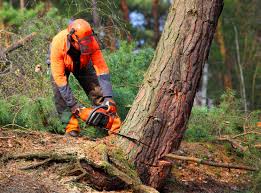 Best Lawn Maintenance Plans  in Lakewood, WA