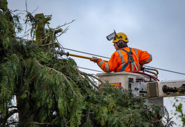 Best Leaf Removal  in Lakewood, WA