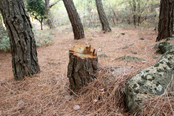 Best Firewood Processing and Delivery  in Lakewood, WA