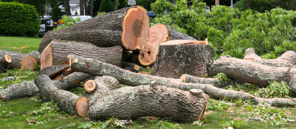 Best Commercial Tree Services  in Lakewood, WA