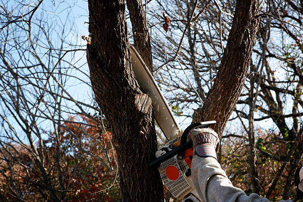 Reliable Lakewood, WA Tree Care Solutions