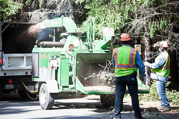 Best Utility Line Clearance  in Lakewood, WA