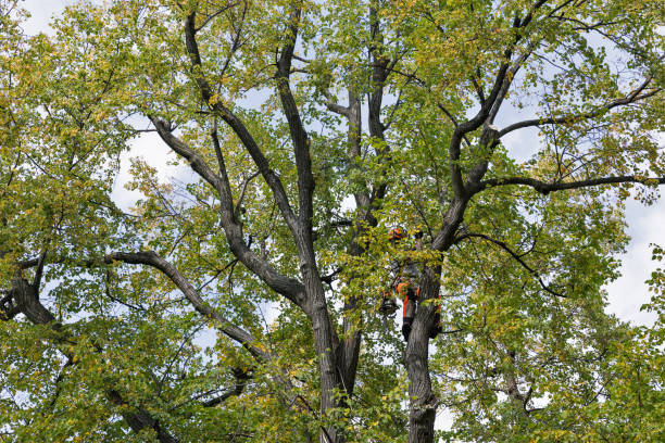 Best Tree Removal  in Lakewood, WA