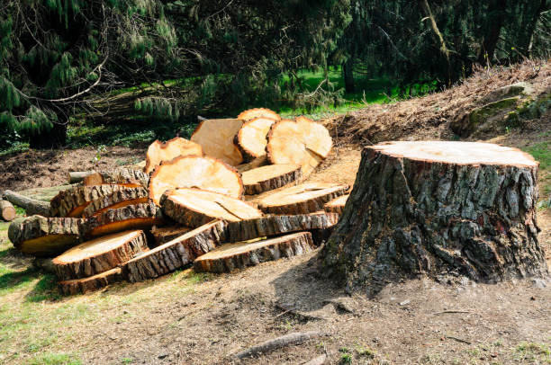 Best Emergency Tree Removal  in Lakewood, WA